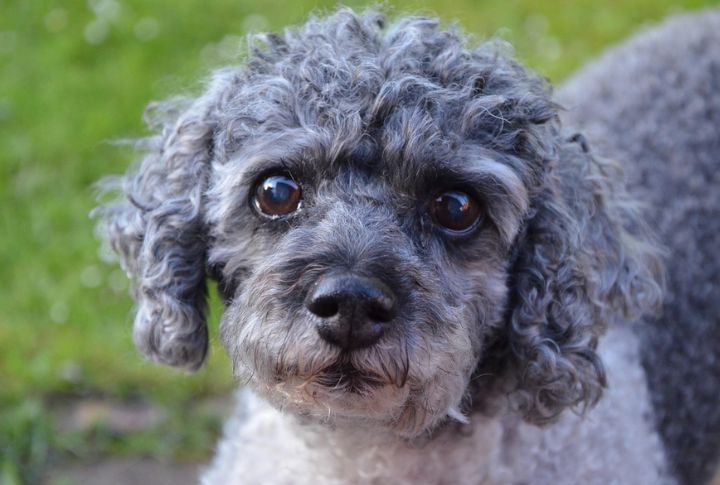 Poodle – Progressive Retinal Atrophy (PRA)
