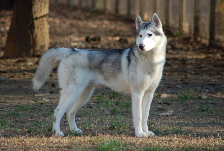 Tundra For A Siberian Husky