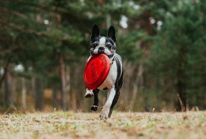 Brings You Toys Without Prompting