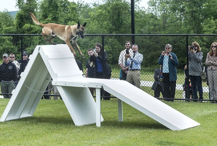 They're Incredibly Athletic And Need Daily Exercise