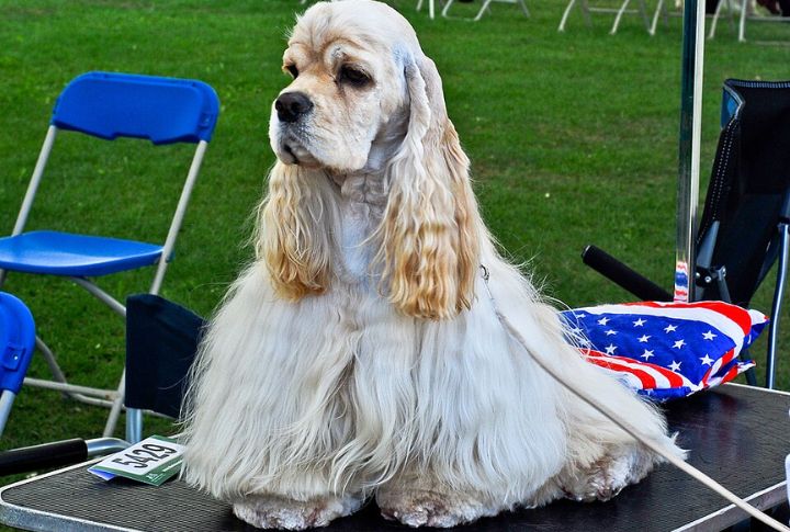 American Cocker Spaniel