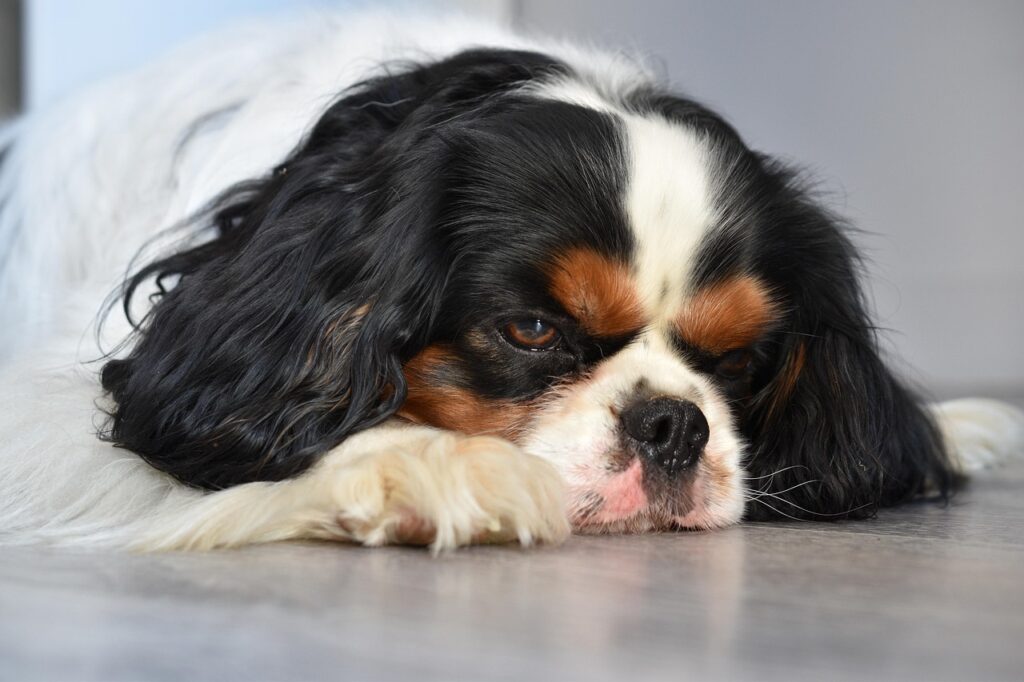 dog, nature, cavalier king charles, pet, animal, cute, thoughtful, sad