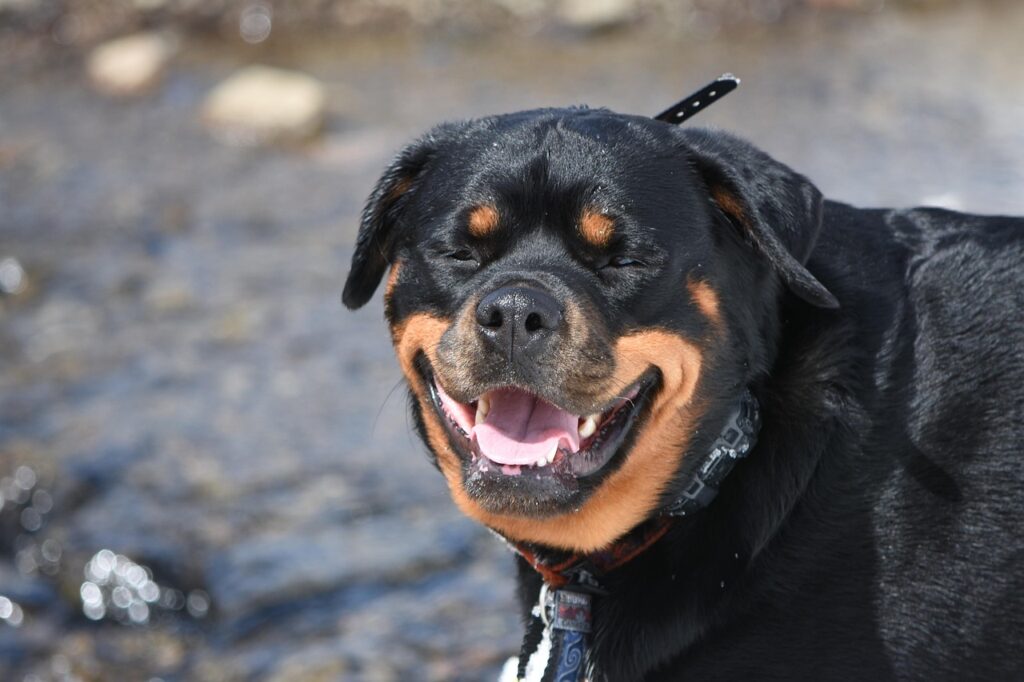 dog, pet, smiling, rottweiler, animal, nature, canine