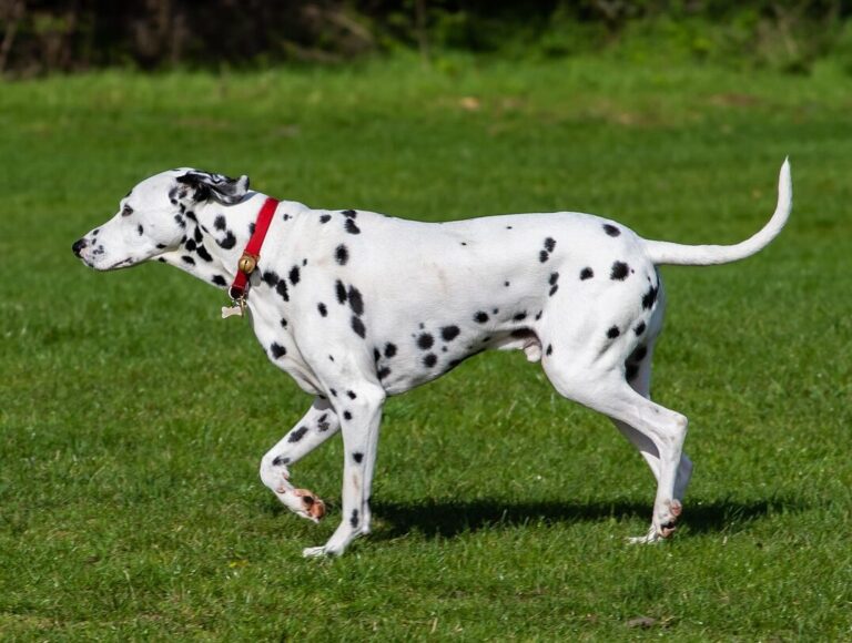 dalmatian dog, dalmatian, nature, dog, dog in park, animal, pet, domestic, spots, spotty, green pets