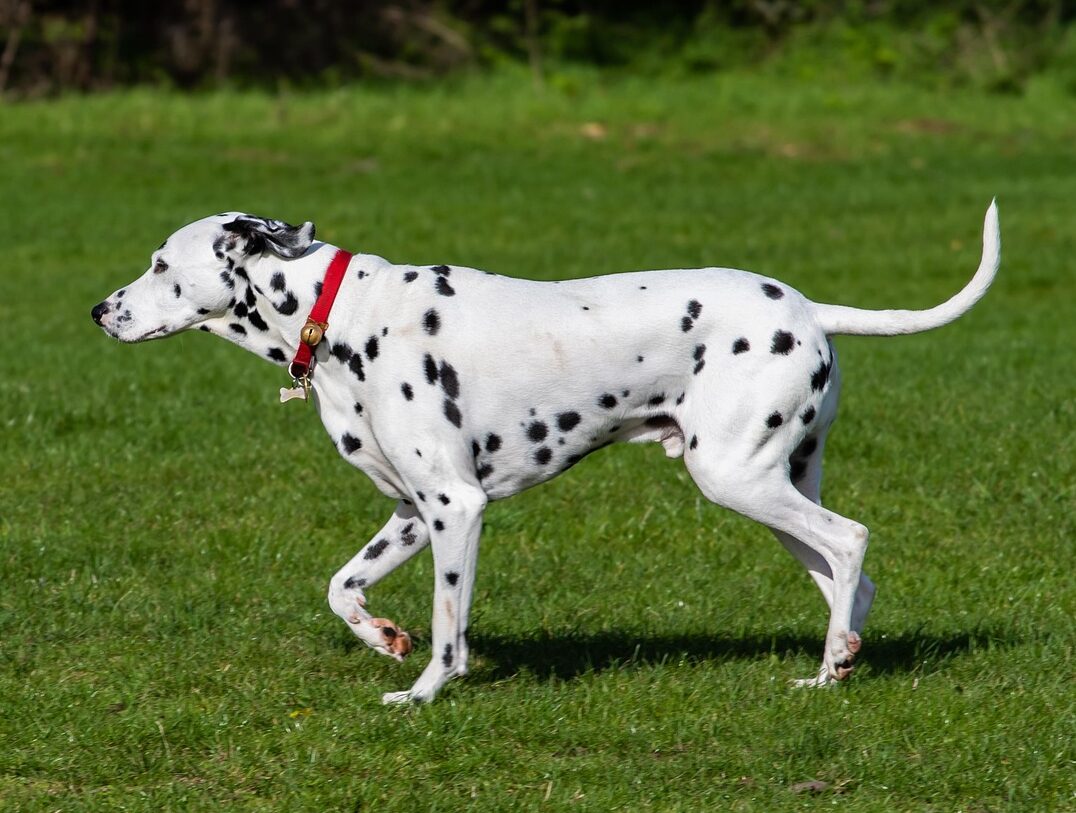 dalmatian dog, dalmatian, nature, dog, dog in park, animal, pet, domestic, spots, spotty, green pets