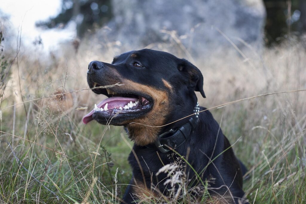 dog, animal, rottweiler, pet, nature