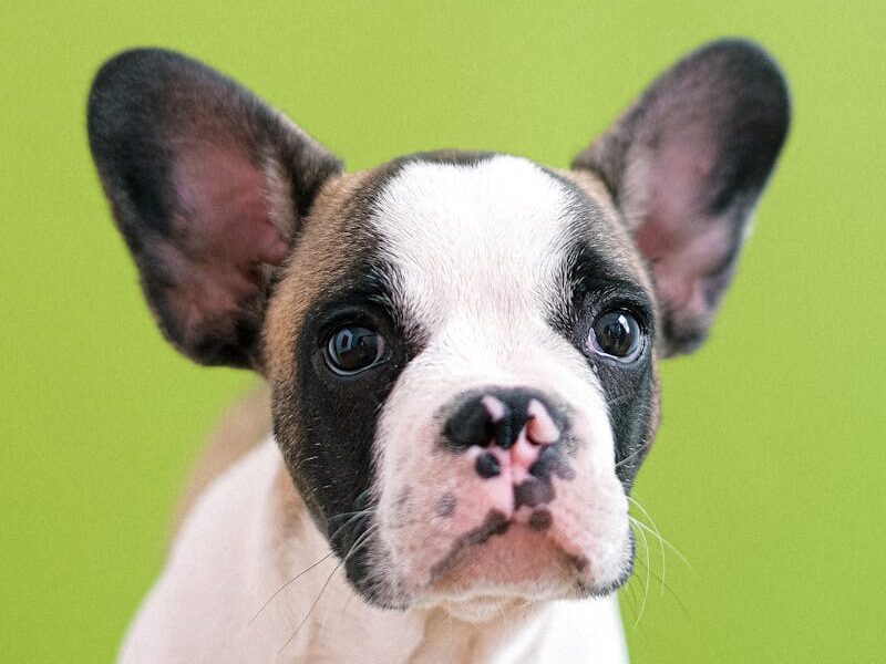 Cute French Bulldog puppy portrait against a vibrant green background.