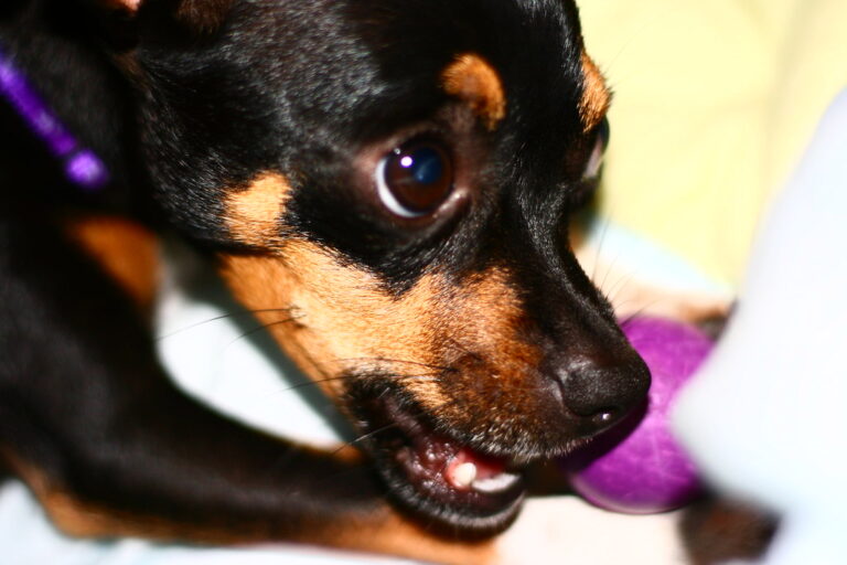 15 Common Dog Behavior Problems and How to Fix Them - Dog Breed Pro