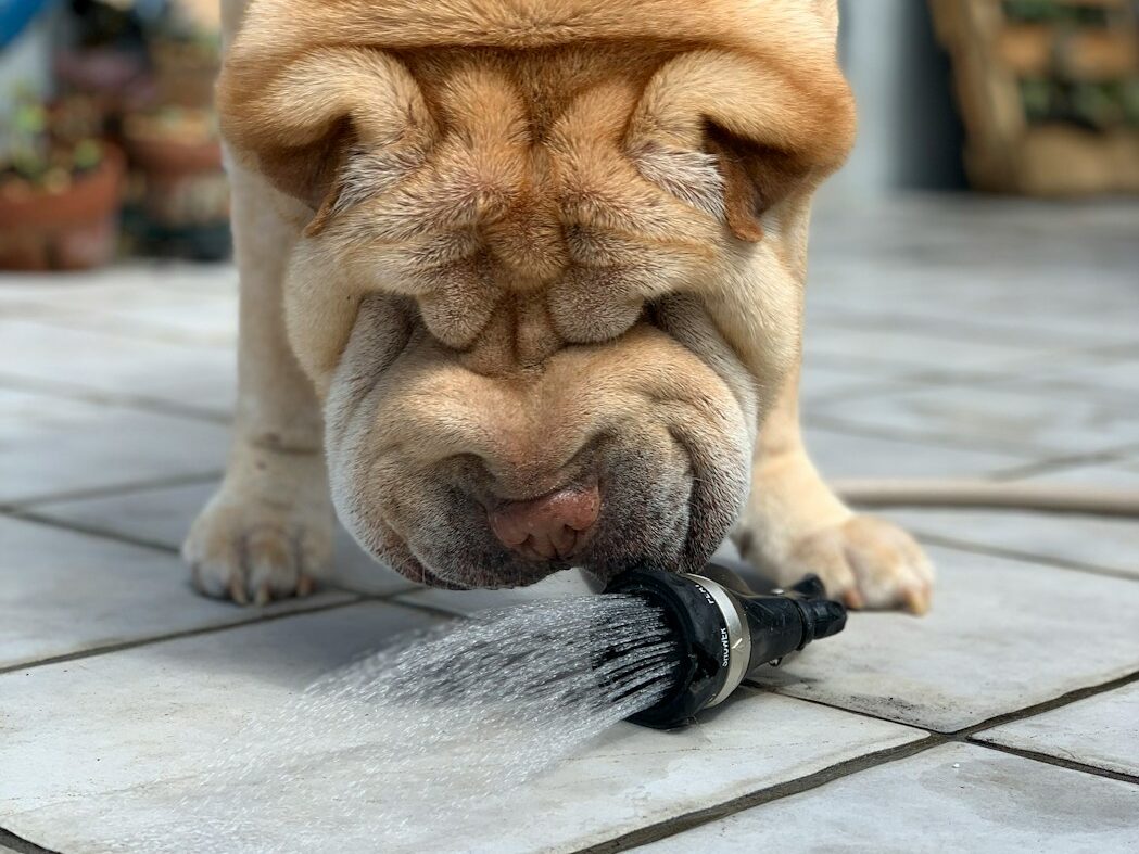 brown short coated dog drinking water from garden hose