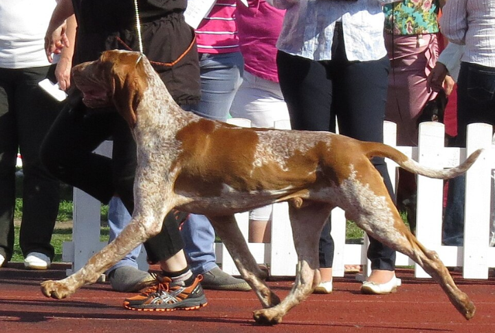 Training The Bracco Italiano