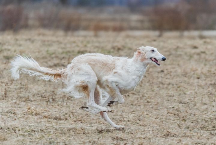 Exceptional Speed And Agility