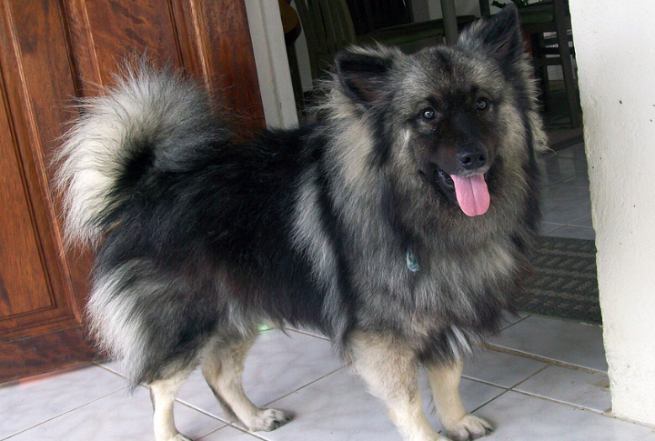 Keeshonden Are Exceptional Family Dogs