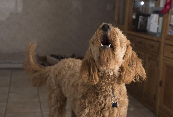 Whines Or Barks When Left Alone