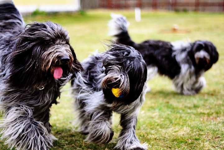 Energetic And Intelligent Temperament