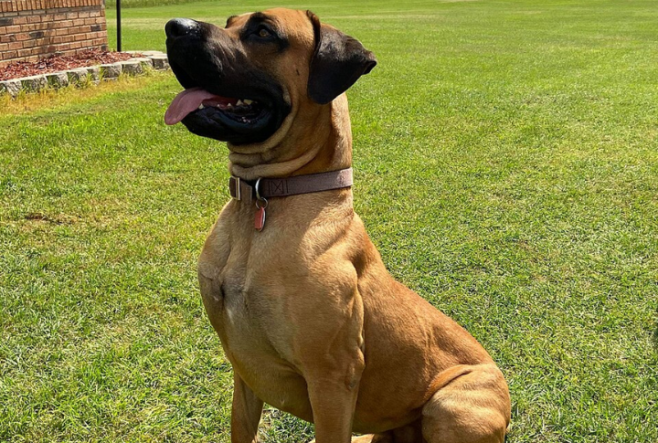 Southern Cur (Original Type)