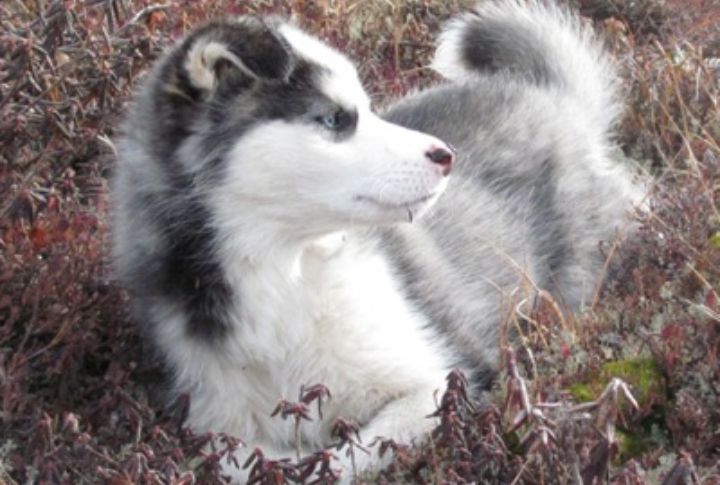 Labrador Husky