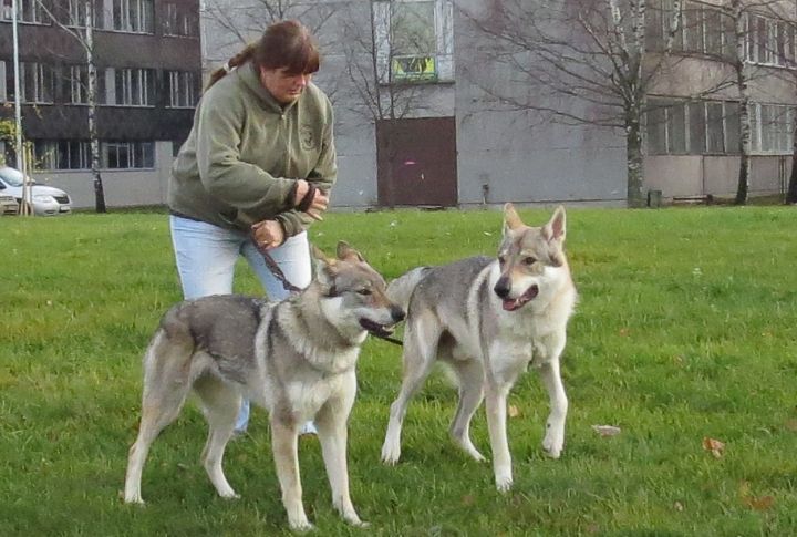 Temperament Of The Czechoslovakian Wolfdog