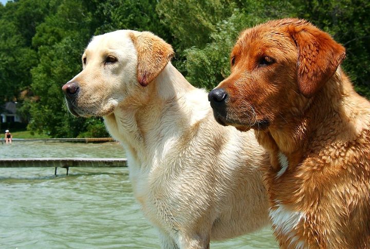 Labrador Retriever