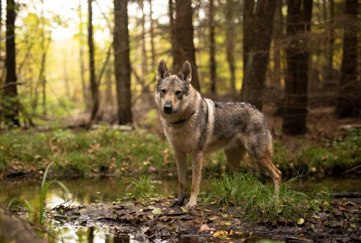 Challenges Of Owning An Indian Savannah Wolfdog