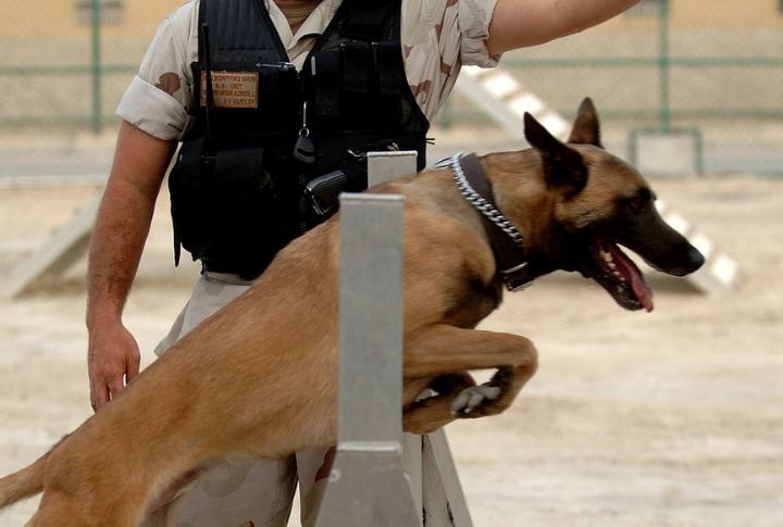 Belgian Malinois