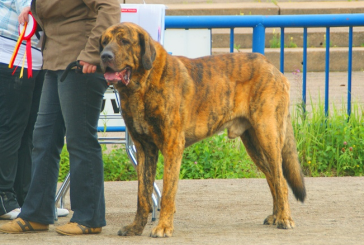 Spanish Mastiff