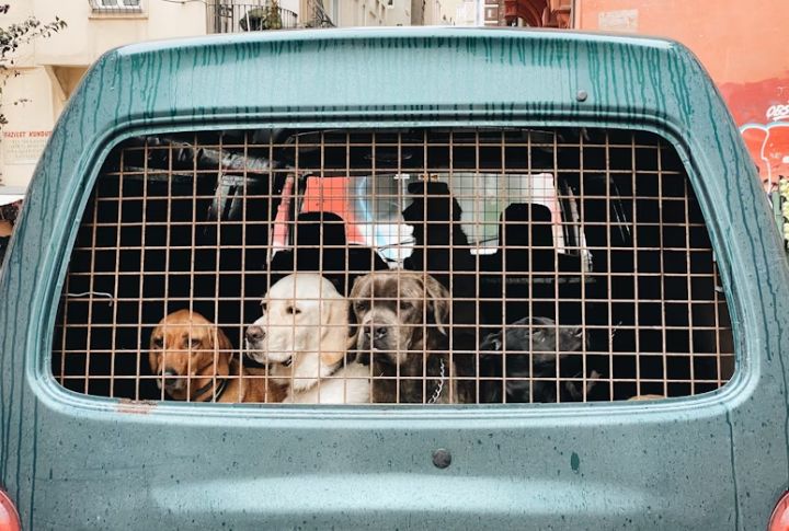 Crates Keep Dogs Safe During Travel