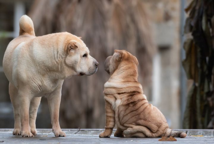 Start Early With Socialization