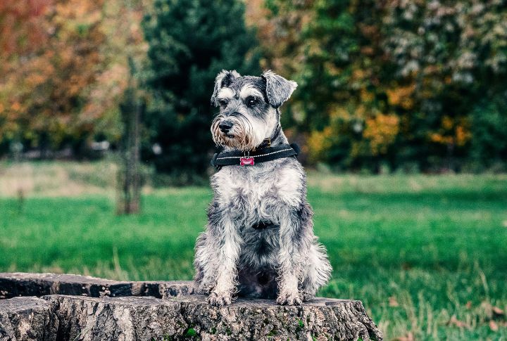 Miniature Schnauzer
