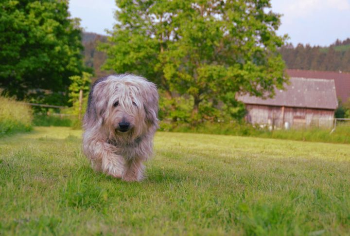 Old English Sheepdog