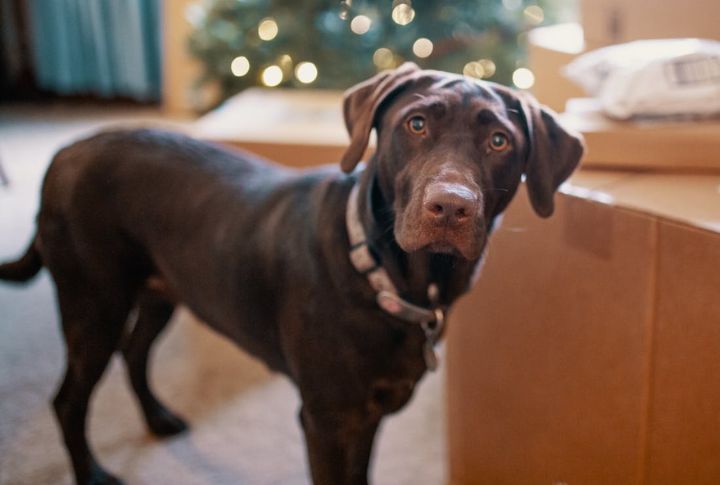 Labrador Retriever – Cruciate Ligament Rupture
