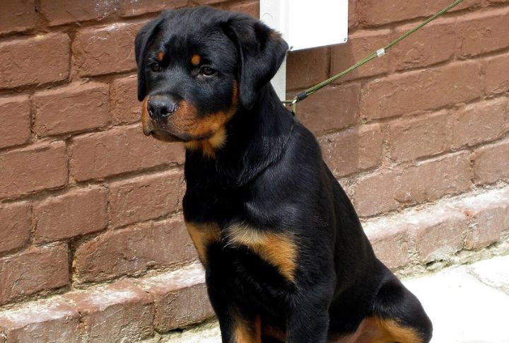 Rottweiler – Osteosarcoma