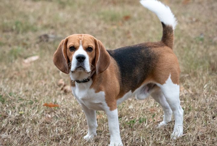 Biscuit For A Beagle