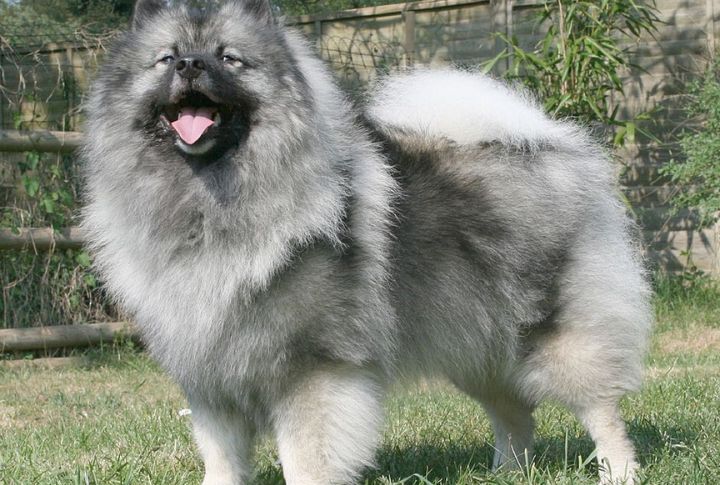 Keeshond
