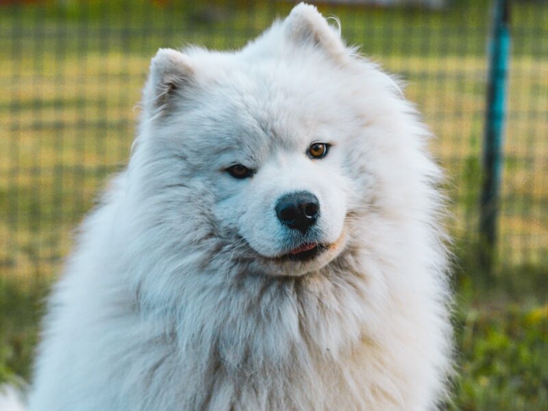 a white dog in a grassy area