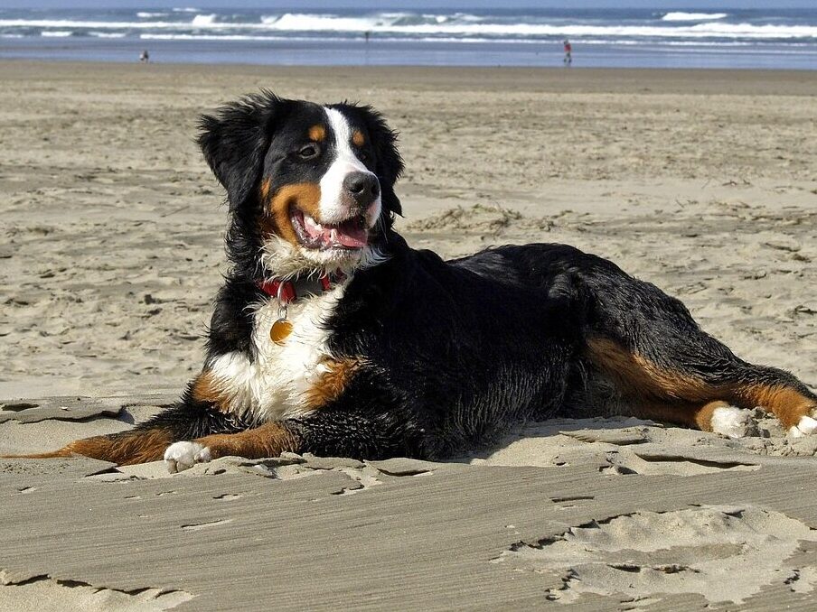 bernese mountain dog, nature, berner, dogs, beach, ocean, pacific, sea, sand
