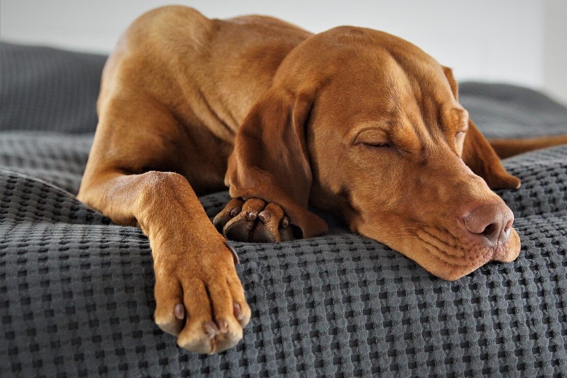 domestic animal, pet, dog, vizsla, hunting dog, weary, sleep, animal, relaxed