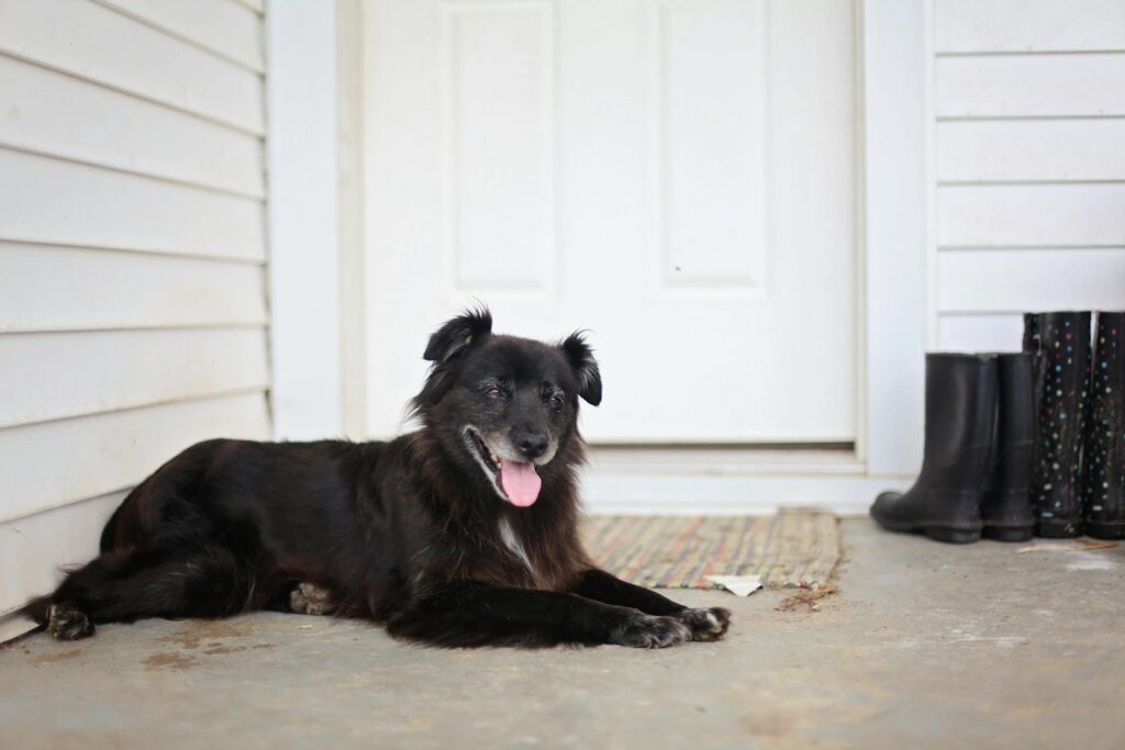 A black dog with tongue out resting on a porch near black rubber boots.