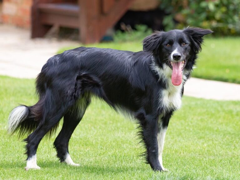 border collie, pet, animal, black and white dog, collie, dog