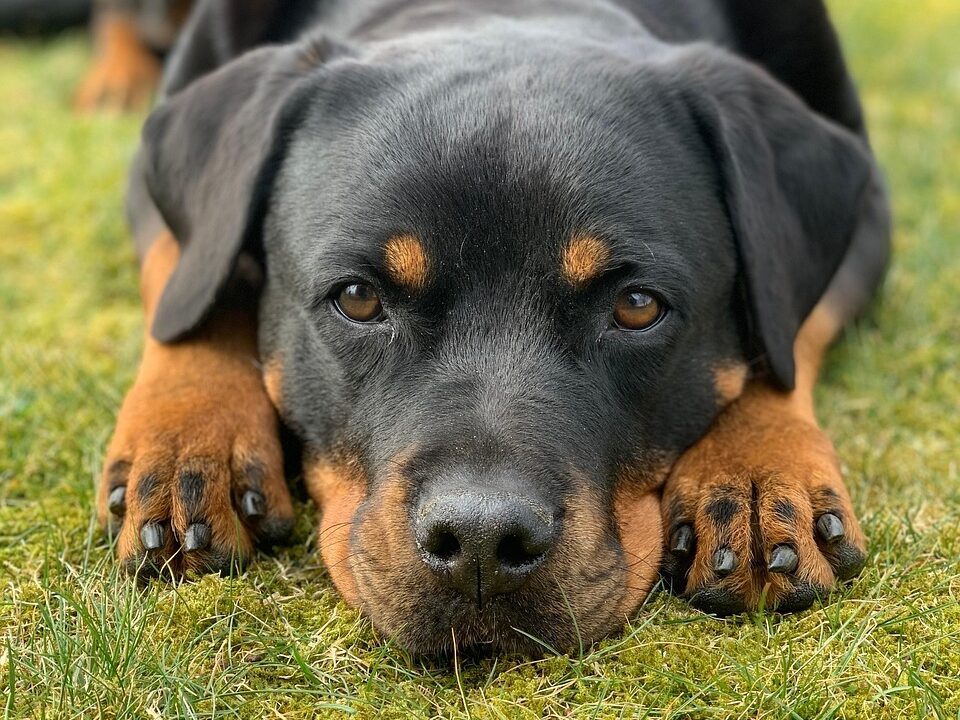 dog, rottweiler, canine, pet, nature, domestic, animal