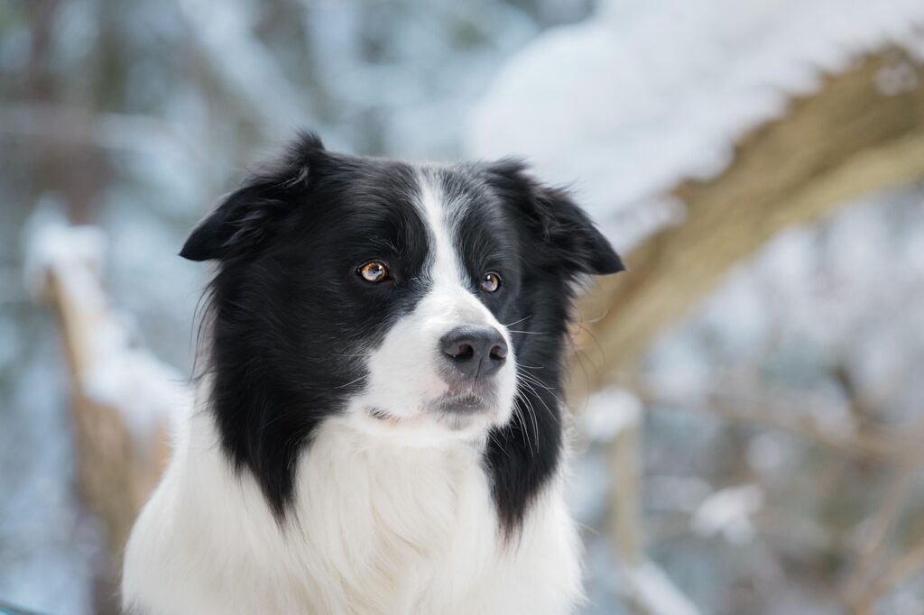 dog, border collie, nature, collie, canine, pet, domestic, animal, snow, winter