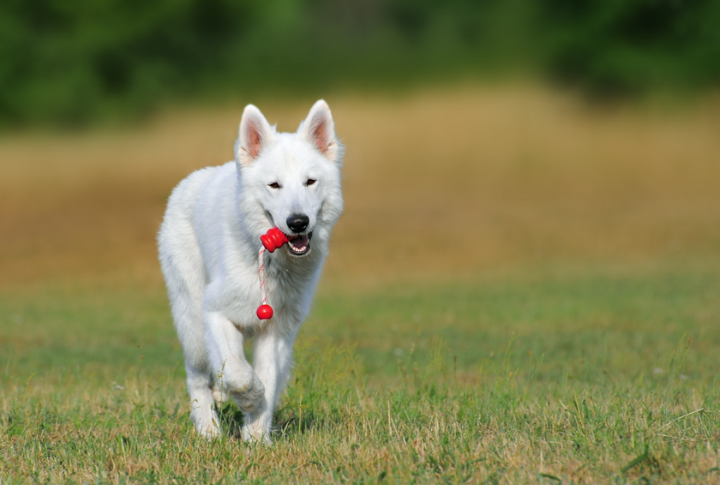 Intelligence And Trainability