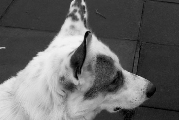 A Loyal And Affectionate Family Dog