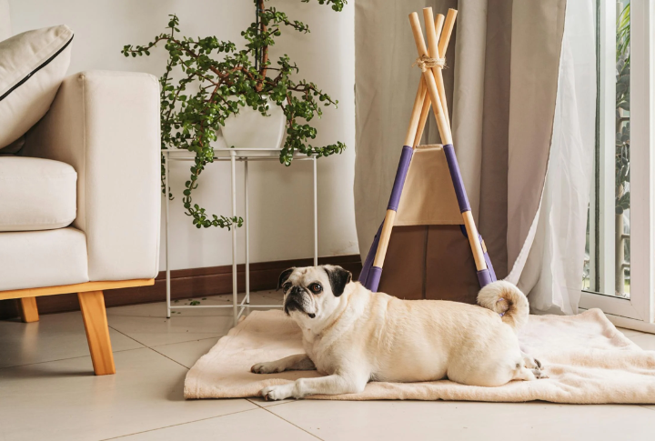 Luxating Patella