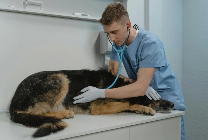 Prioritize Regular Veterinary Care