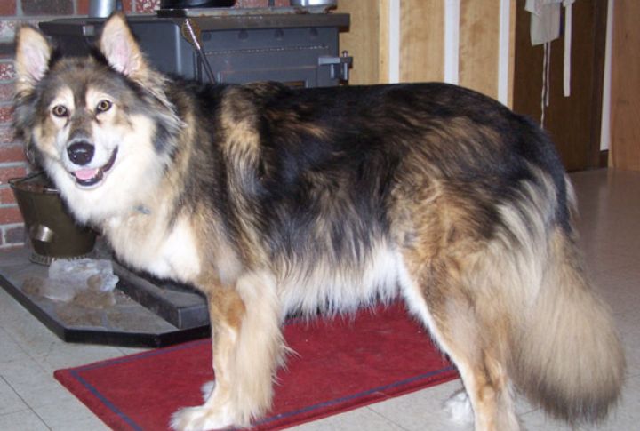 Mackenzie River Husky