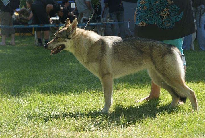 Training The Czechoslovakian Wolfdog