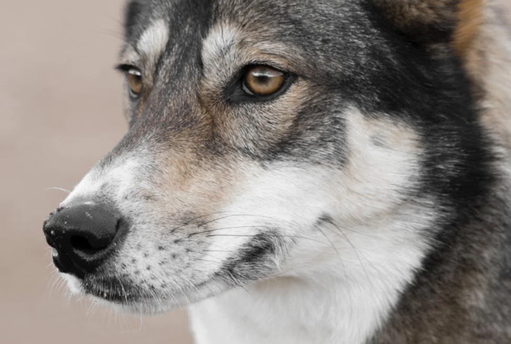 Distinct From Other Wolf-Like Breeds