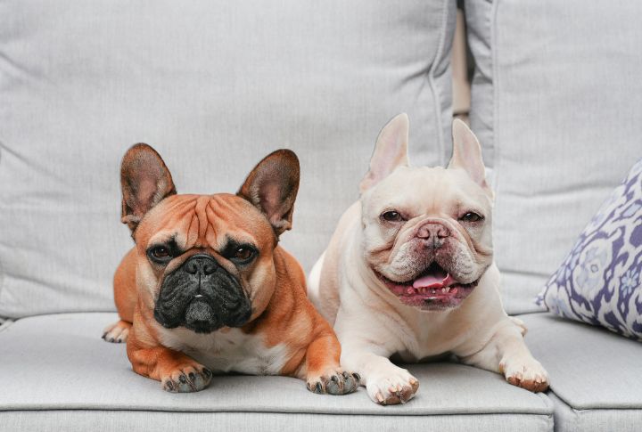 French Bulldog