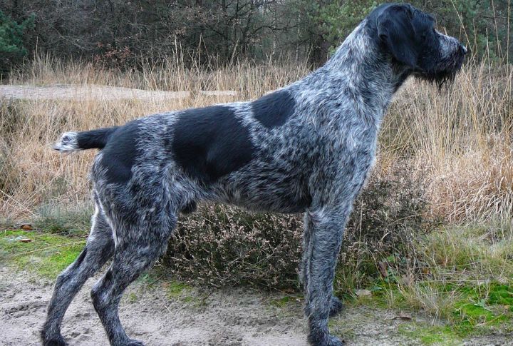 German Wirehaired Pointer