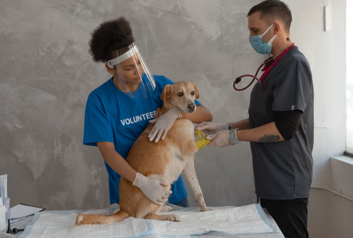 Onsite Veterinary Support